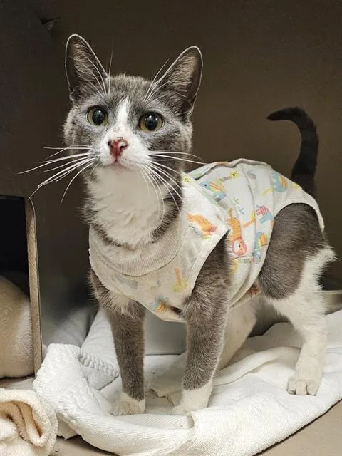 A young medium-sized female Gray / Blue / Silver Domestic Short Hair cat named Naomi for adoption in Clyde, NC