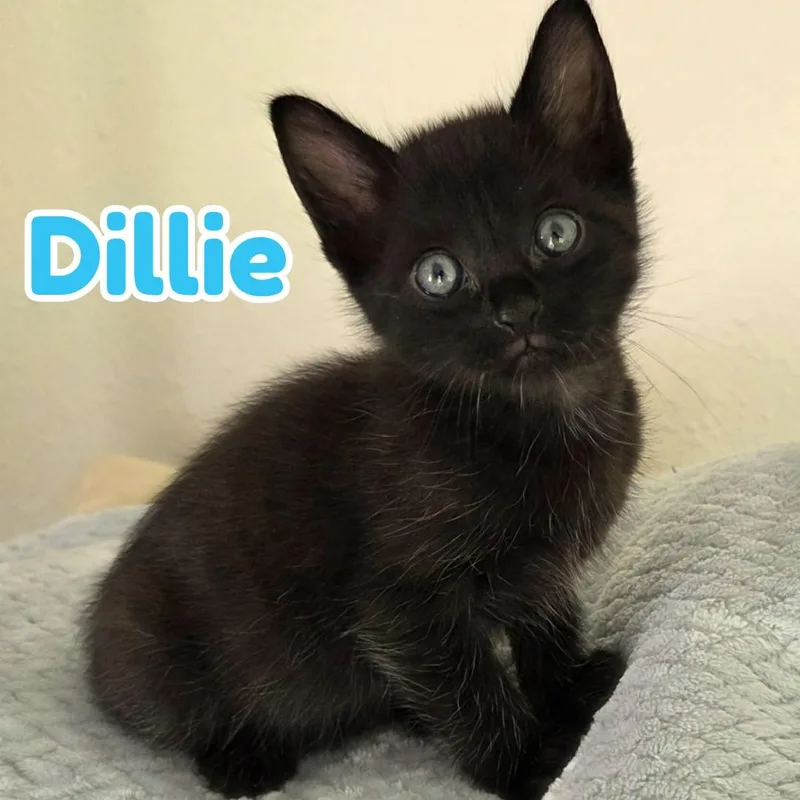 Dillie & Dally Bonded thumbnail 2