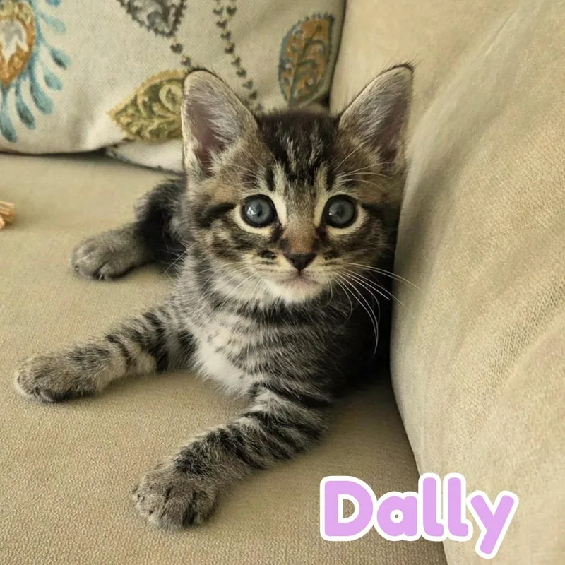 Dillie & Dally Bonded thumbnail 3