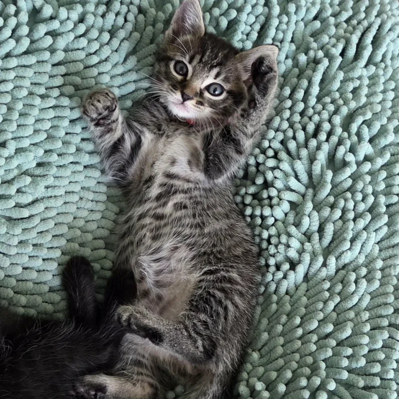 Dillie & Dally Bonded thumbnail 4