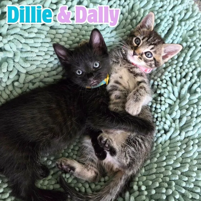 A baby medium-sized male Black Domestic Short Hair cat named Dillie & Dally Bonded for adoption in Riverview, FL