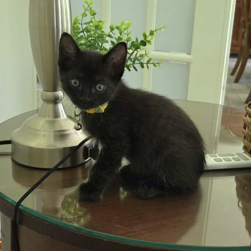 Dillie & Dally Bonded thumbnail 5