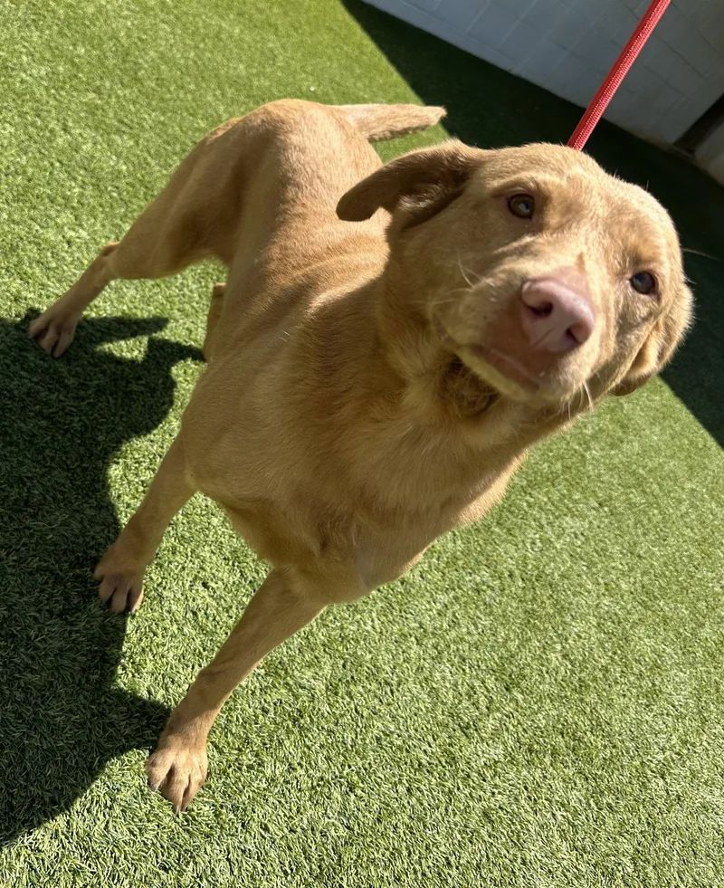 An adult medium-sized female Retriever dog named Mindi Dixon for adoption in Rockaway, NJ