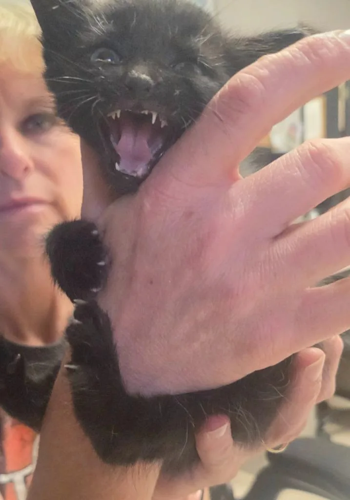 A baby small-sized male Domestic Short Hair cat named Jack for adoption in Sherwood, AR
