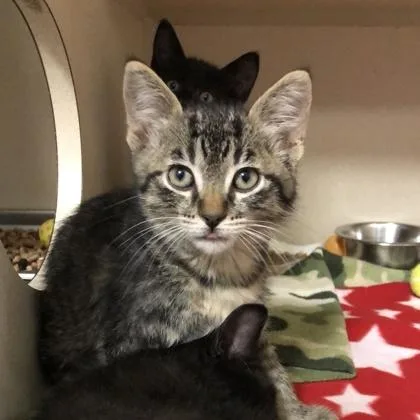 A baby medium-sized female Domestic Short Hair cat named Renee Rapp for adoption in Sacramento, CA
