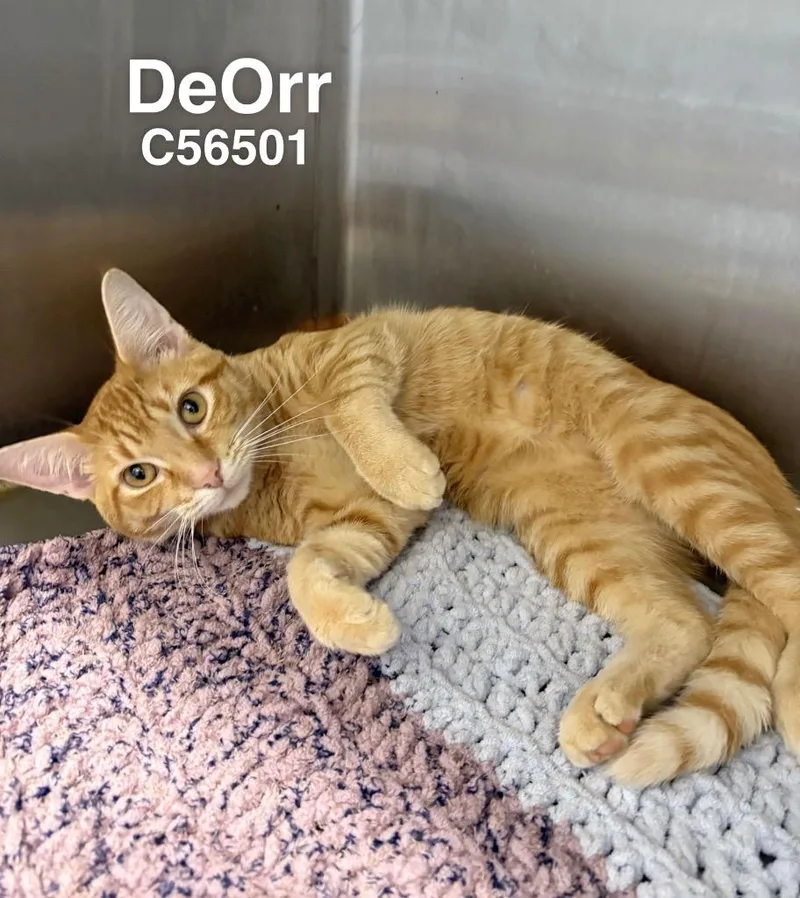 DeOrr