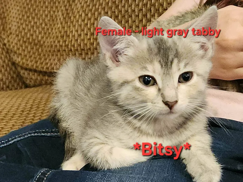 A baby medium-sized female Gray / Blue / Silver Domestic Medium Hair cat named Bitsy for adoption in Inez, KY