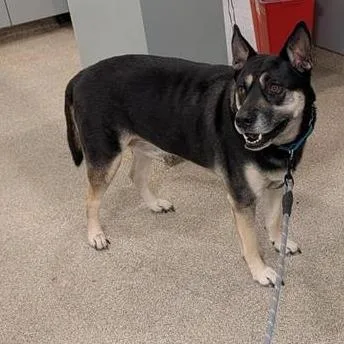 An adult large-sized male Mixed Breed dog named Kobi for adoption in Jacksonville, FL