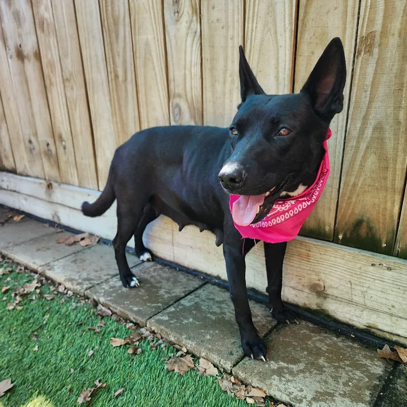 An adult medium-sized female Black German Shepherd Dog dog named Brazil for adoption in Houston, TX