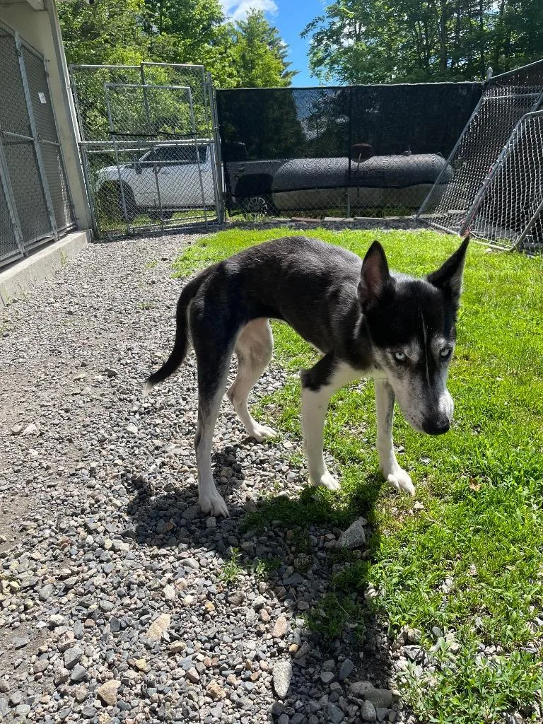 A young medium-sized female Husky dog named Aska for adoption in Lunenburg, VT