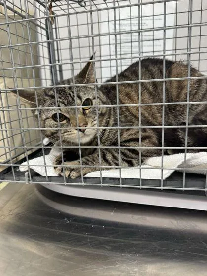 A young medium-sized female Domestic Short Hair cat named Tigris for adoption in Sevierville, TN