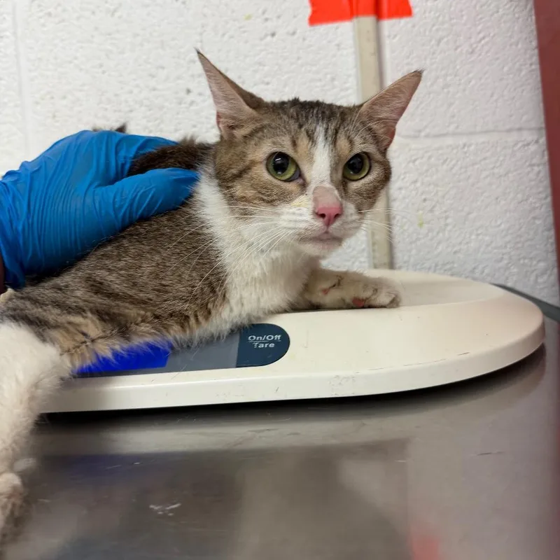An adult medium-sized female Brown / Chocolate Domestic Short Hair cat named Omelette for adoption in Edinburg, TX