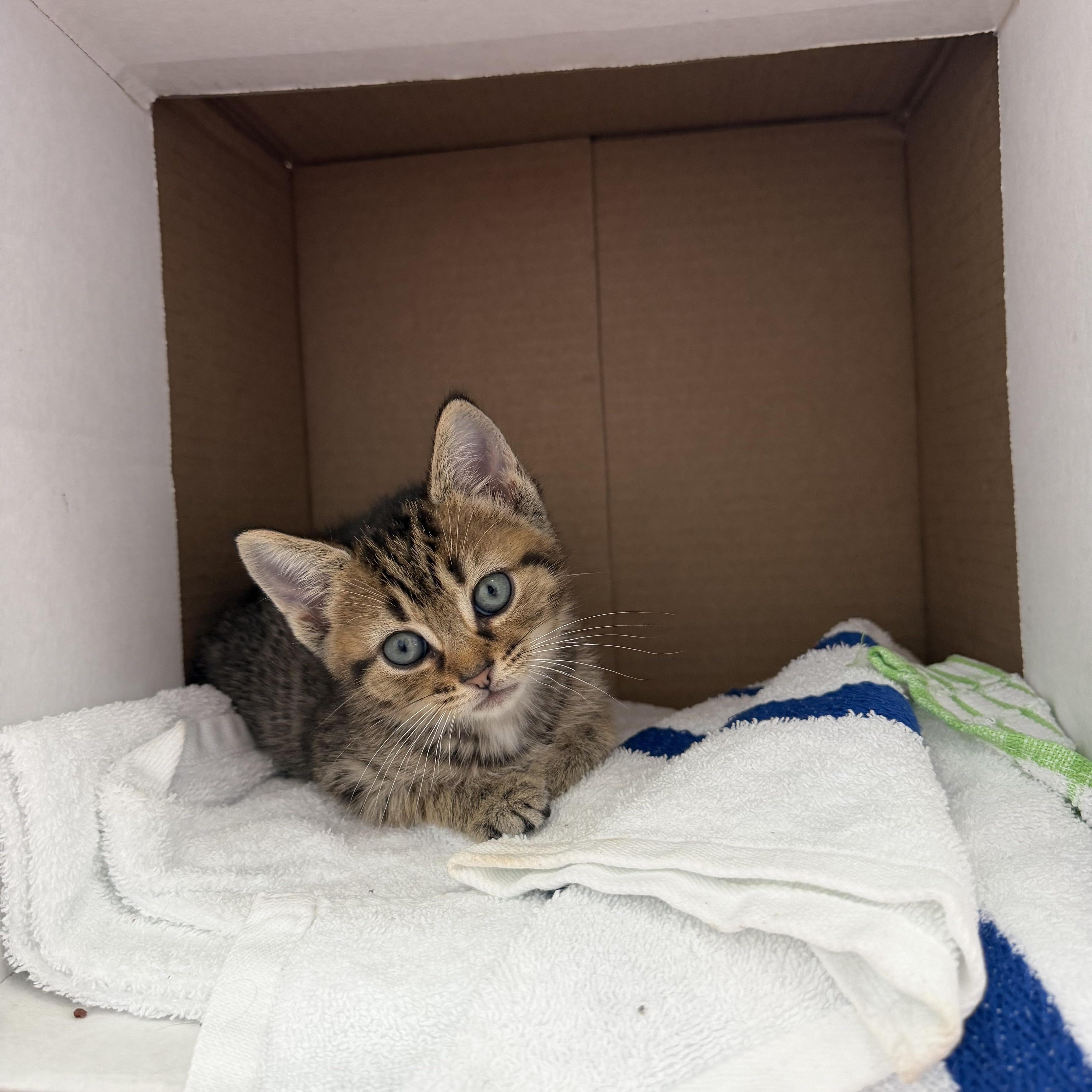 A baby medium-sized male Tabby (Gray / Blue / Silver) Domestic Short Hair cat named Tom Collins for adoption in Blacksburg, VA