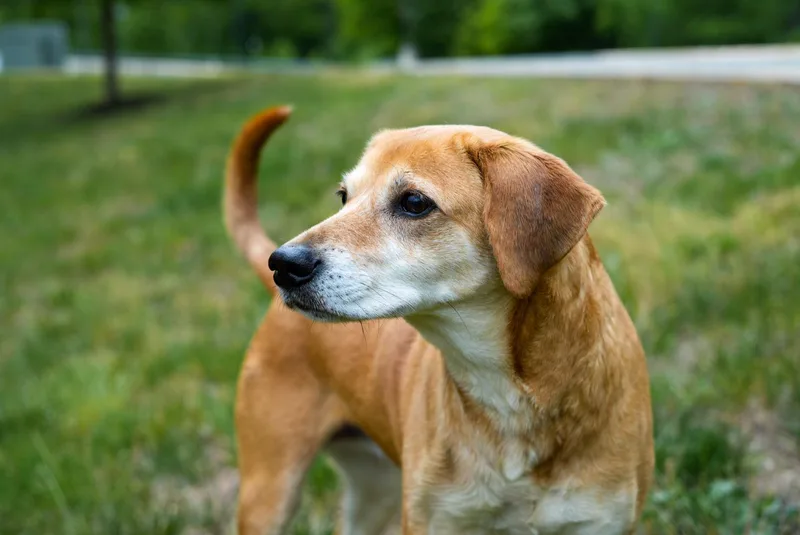 A senior medium-sized female Bicolor Labrador Retriever dog named Penny for adoption in Stafford, VA