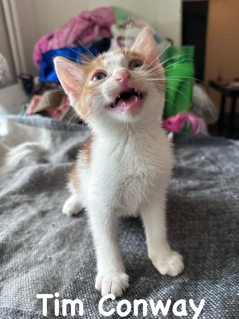 A baby large-sized male Orange & White Domestic Short Hair cat named Timmy for adoption in White Lake, MI