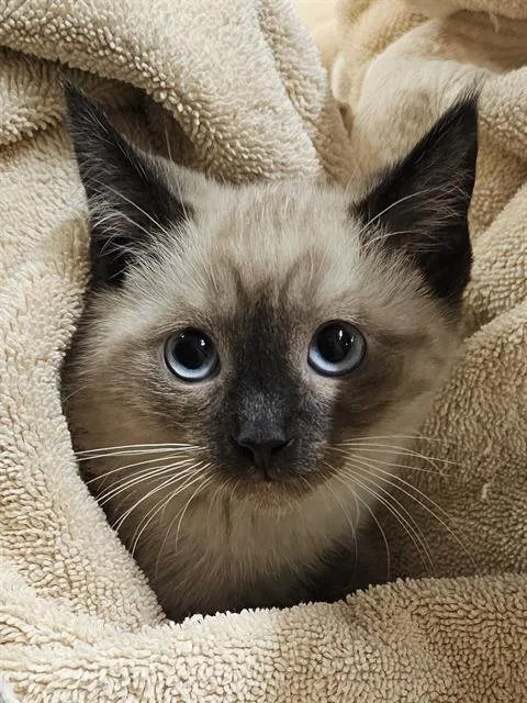 A baby medium-sized male Domestic Short Hair cat named Jaguar for adoption in Clyde, NC