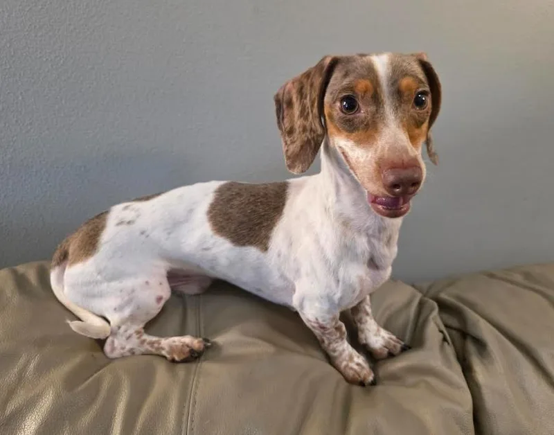 A young small-sized male White / Cream Miniature Dachshund dog named Chase for adoption in Manvel, TX
