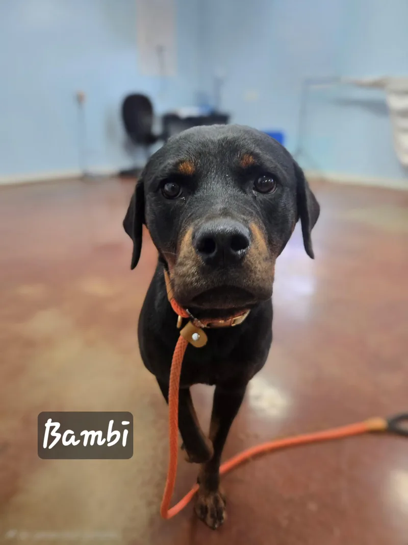 Bambi