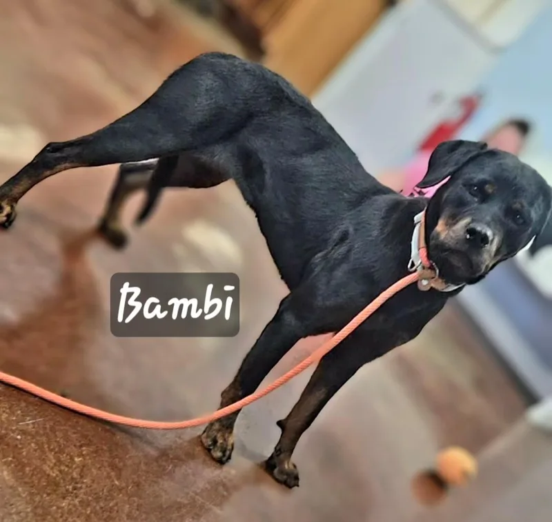 Bambi thumbnail 3