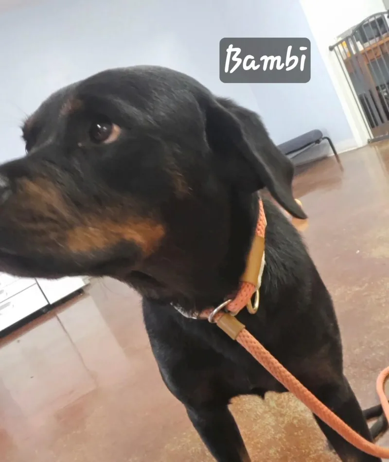 Bambi thumbnail 4