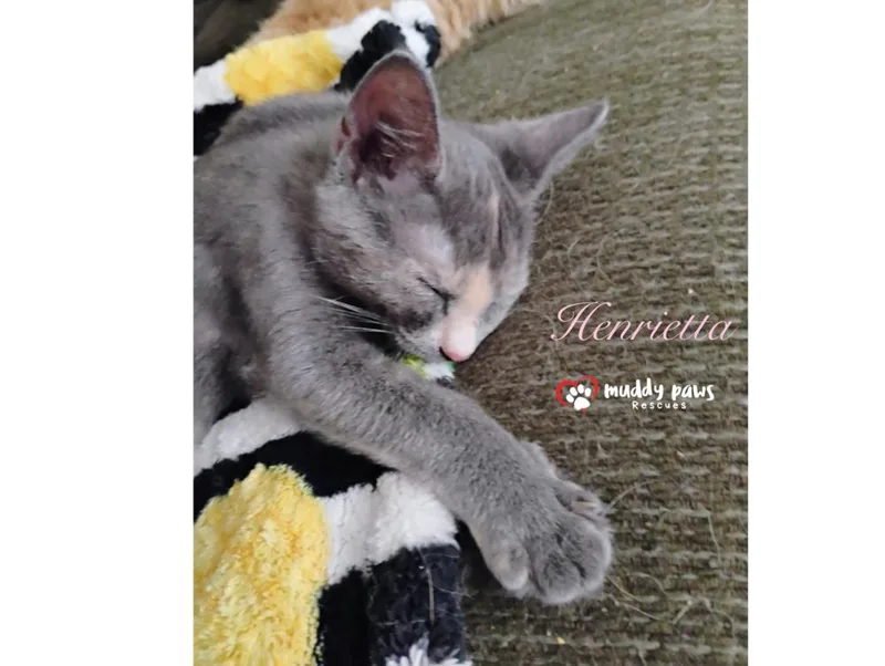 Genteel Southern Belles: Miss