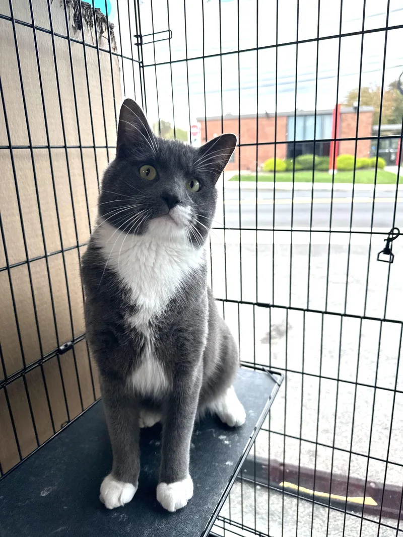 An adult medium-sized male Gray & White Domestic Short Hair cat named Luca for adoption in Hoboken, NJ