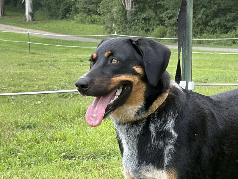 A young large-sized male Labrador Retriever dog named Stevie for adoption in Thibodaux, LA
