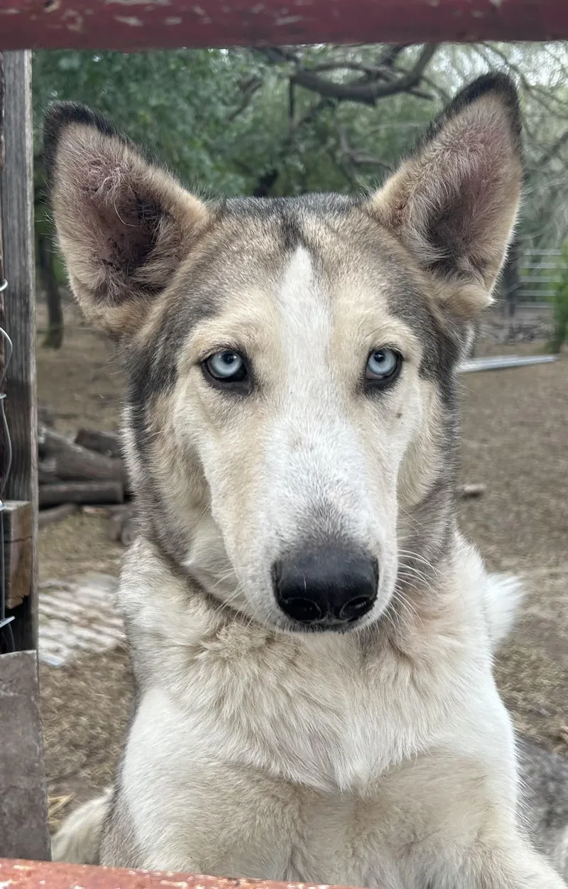 A young medium-sized female White / Cream Husky dog named Stormy for adoption in Weslaco, TX