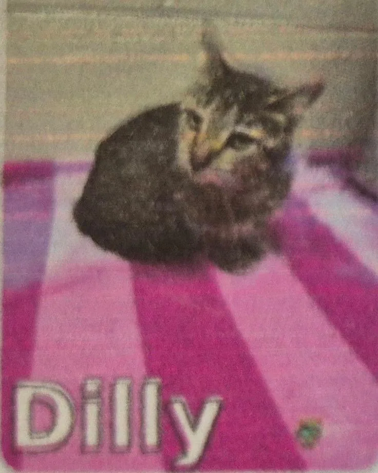 A baby medium-sized female Domestic Short Hair cat named Dilly for adoption in Pittsboro, NC
