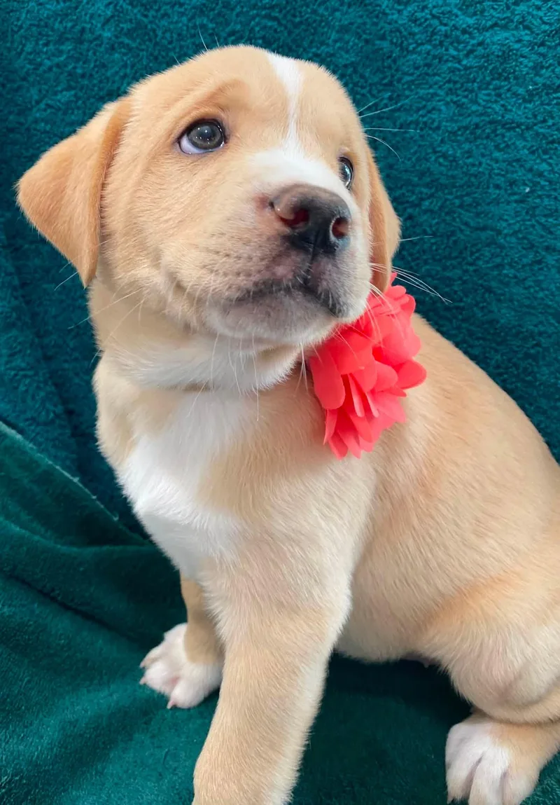 Ziva
