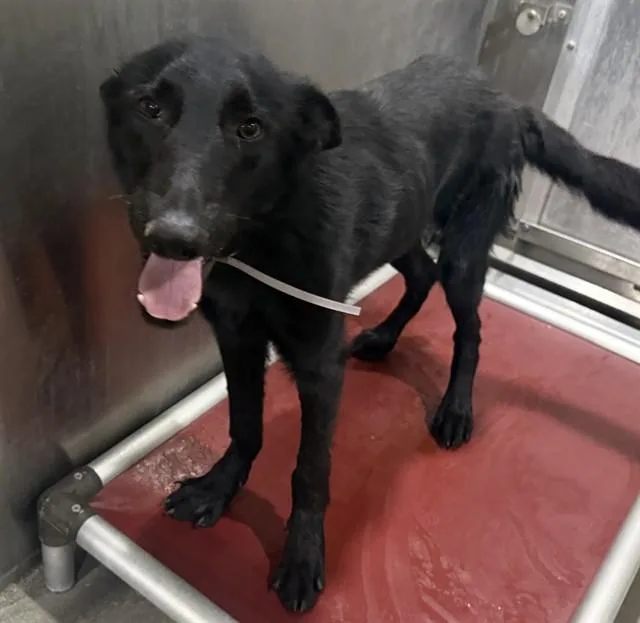 A young large-sized male German Shepherd Dog dog named Col. Sanders for adoption in Lancaster, CA