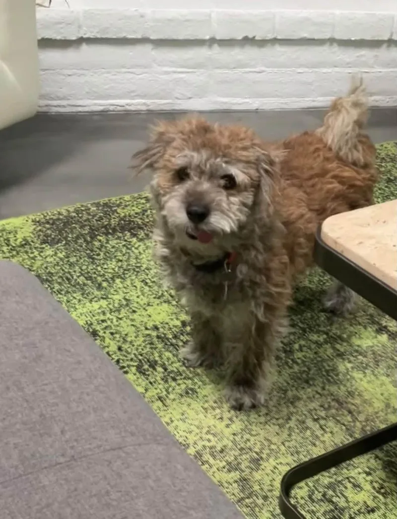 A baby small-sized male Gray / Blue / Silver Terrier dog named Scruffy for adoption in San Tan Valley, AZ