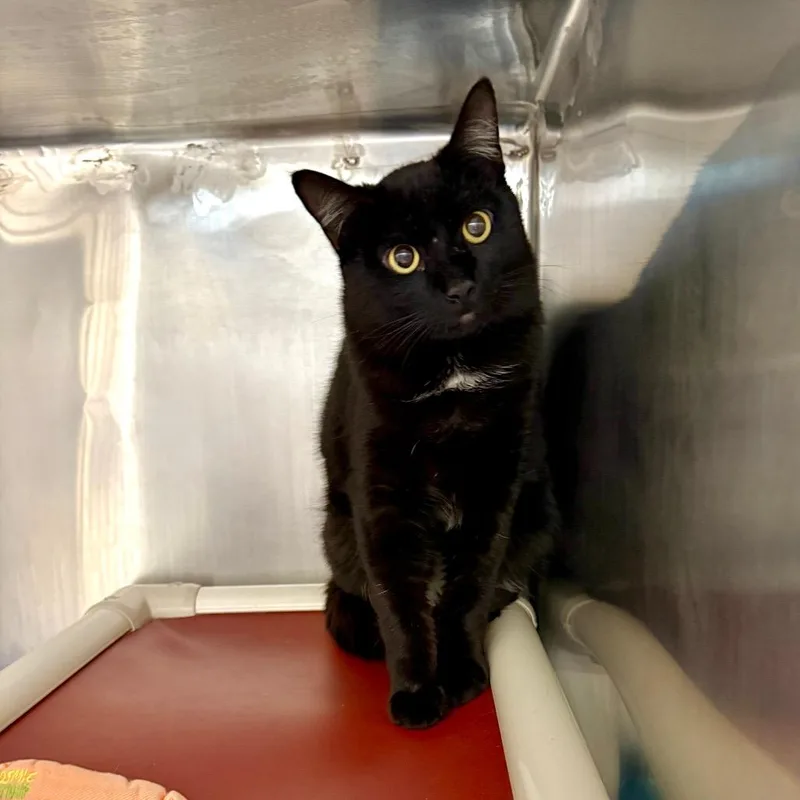An adult medium-sized male Black Domestic Short Hair cat named Malt for adoption in Kanab, UT