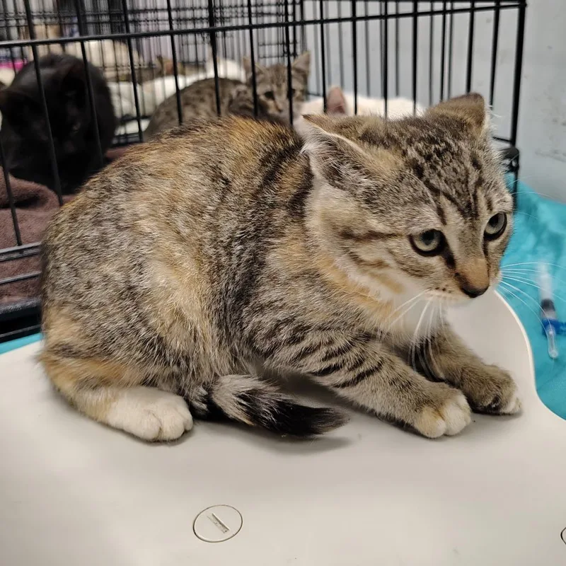 A baby small-sized female Calico Domestic Short Hair cat named Regale for adoption in Coos Bay, OR