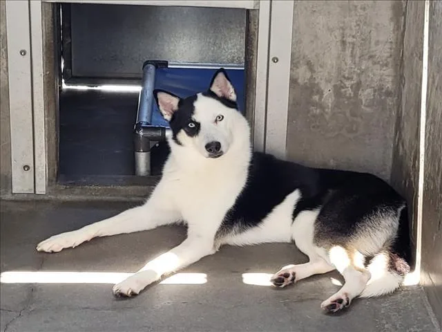 A young medium-sized female Border Collie dog named Sky for adoption in Van Nuys, CA
