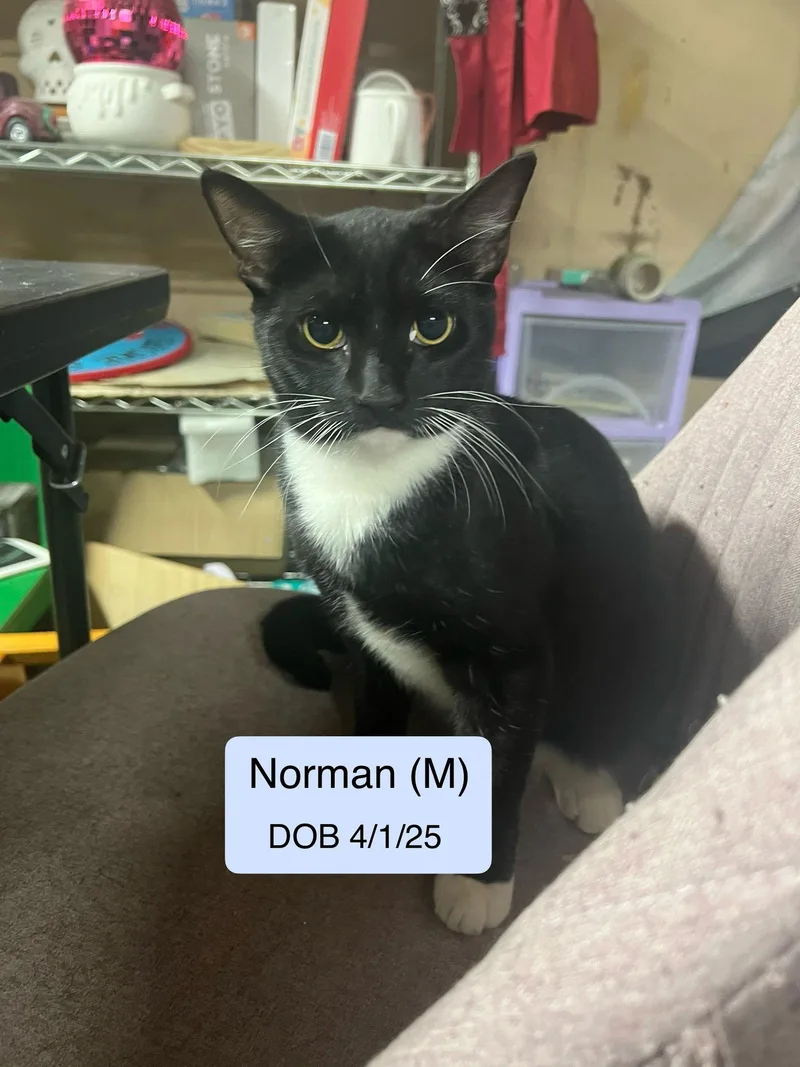 An adult medium-sized male Black & White / Tuxedo Domestic Short Hair cat named Norman for adoption in Vacaville, CA