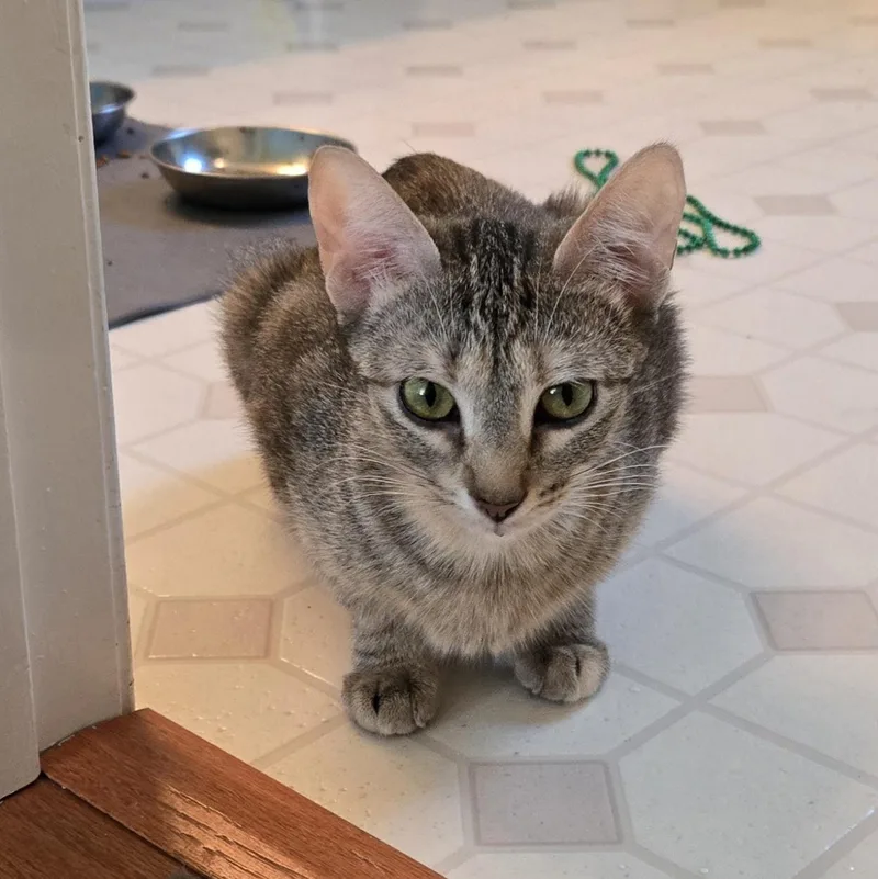 A young medium-sized female Tabby (Buff / Tan / Fawn) Domestic Short Hair cat named Art Deco for adoption in Richmond, VA