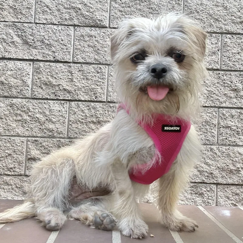 A baby small-sized female Apricot / Beige Brussels Griffon dog named Kiwi & Sprout for adoption in las vegas, NV