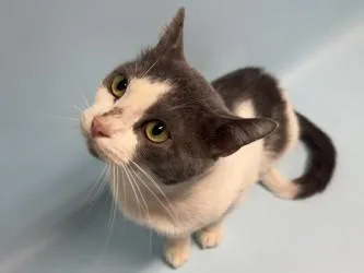 An adult small-sized male Domestic Short Hair cat named Bertrand for adoption in Golden Valley, MN