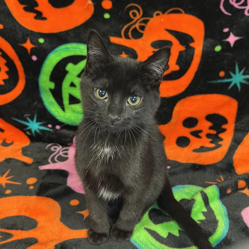 A baby medium-sized female Black Domestic Short Hair cat named Lady Licorice Paws for adoption in Fairmont, MN