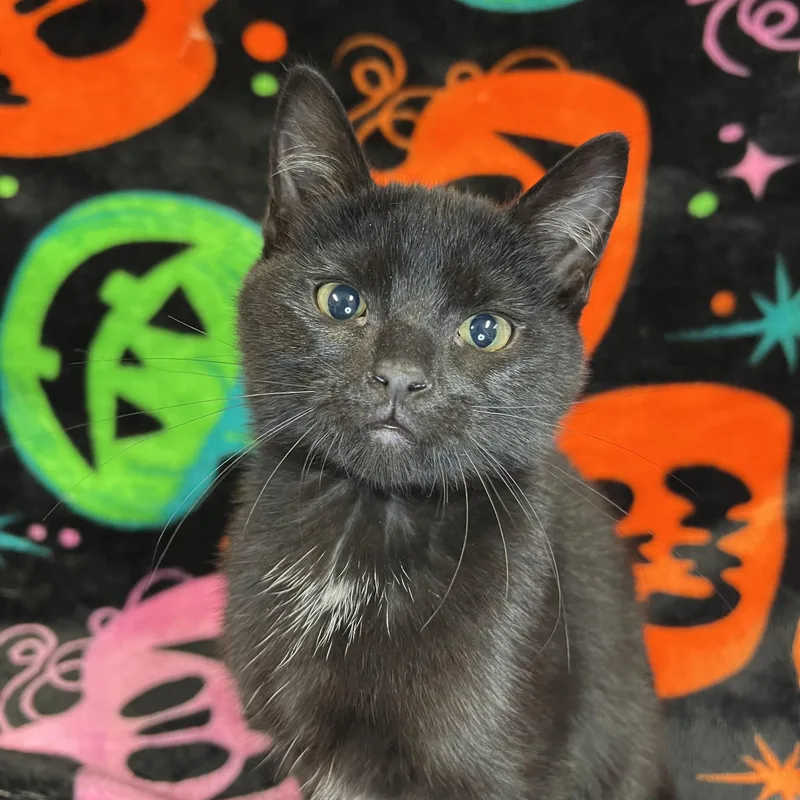 Lady Licorice Paws thumbnail 3