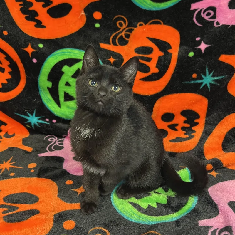 Lady Licorice Paws thumbnail 4