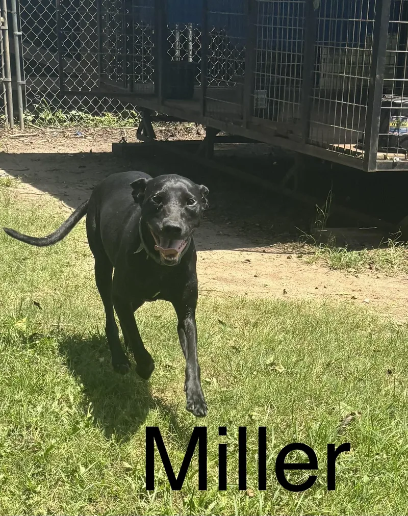 A young medium-sized male Labrador Retriever dog named Miller for adoption in Zimmerman, MN
