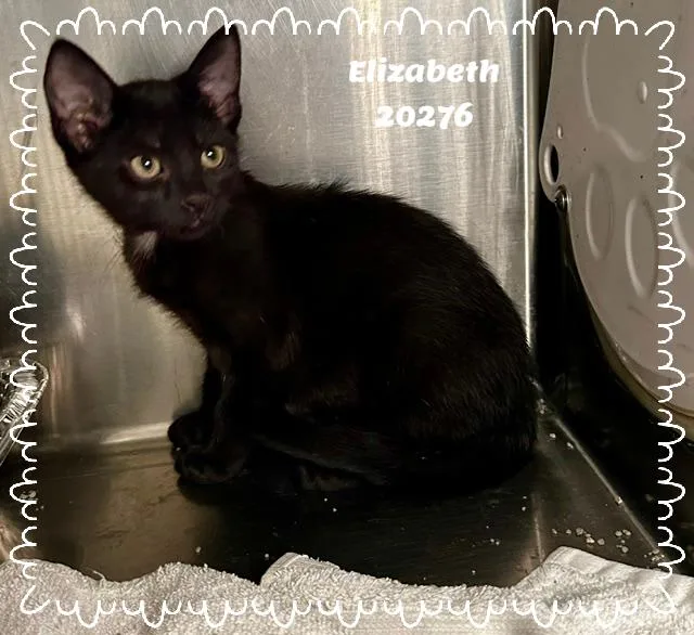 A baby small-sized female Black Domestic Short Hair cat named Elizabeth for adoption in Marietta, GA