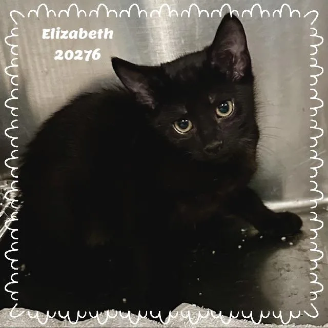 Elizabeth thumbnail 3