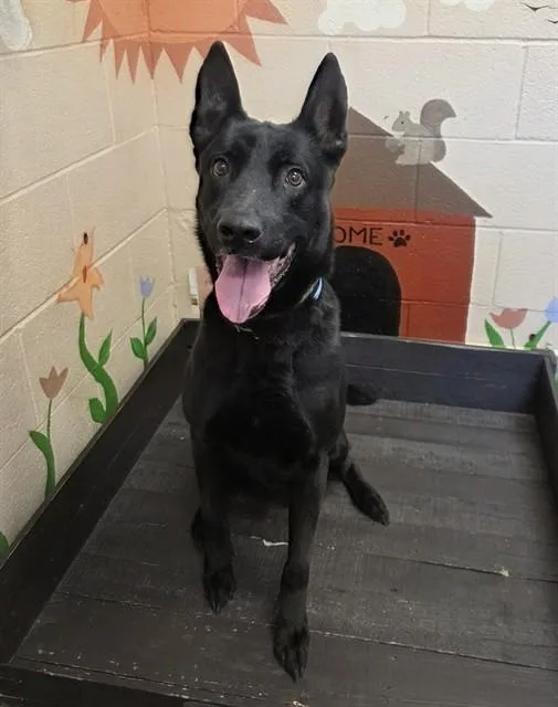 An adult large-sized male Belgian Shepherd / Malinois dog named Gunner Amigo for adoption in Castaic, CA