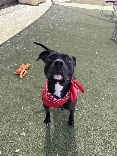 An adult large-sized male Mixed Breed dog named Pepper Jack for adoption in Austin, TX