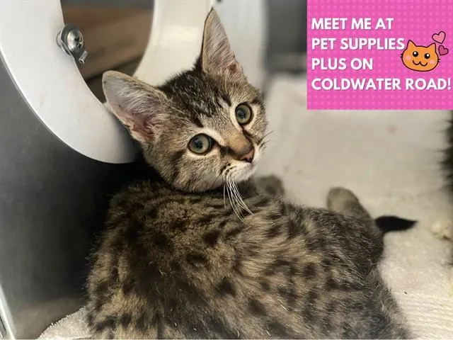 A baby small-sized male Domestic Medium Hair cat named Teddy for adoption in Fort Wayne, IN