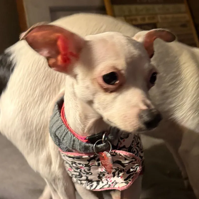 Minnie thumbnail 3