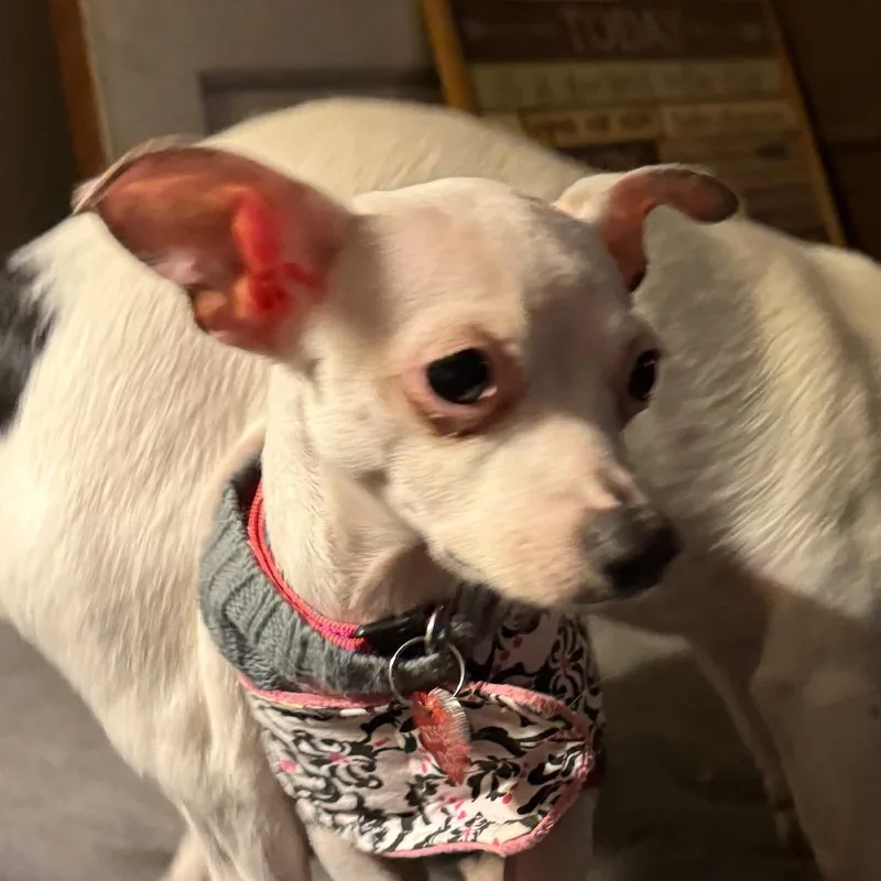 Minnie thumbnail 6